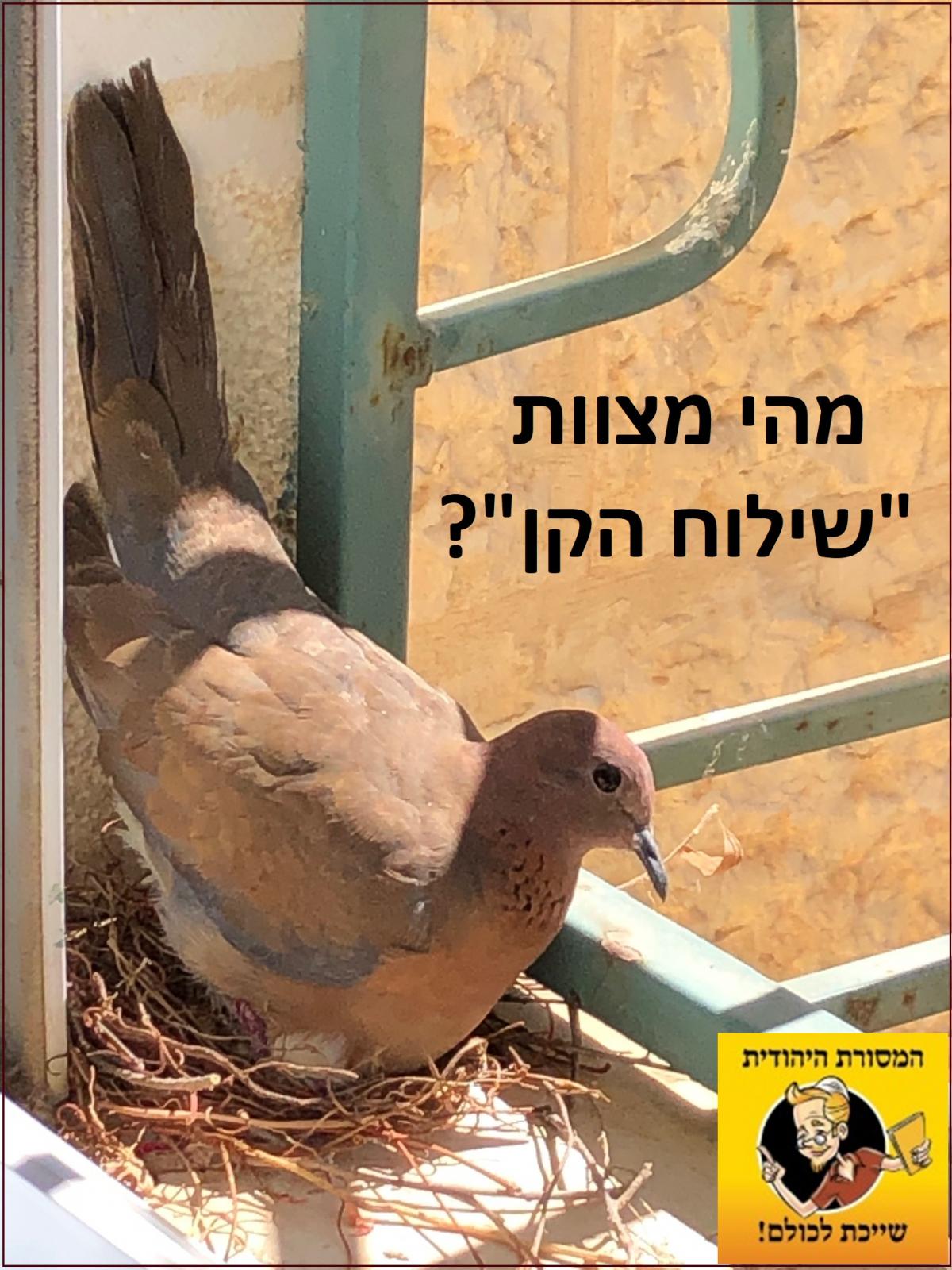 מה המצווה החשובה ביותר בפורים?